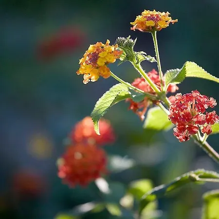 Agriturismo Al Mandorlo Couette-café Serrungarina