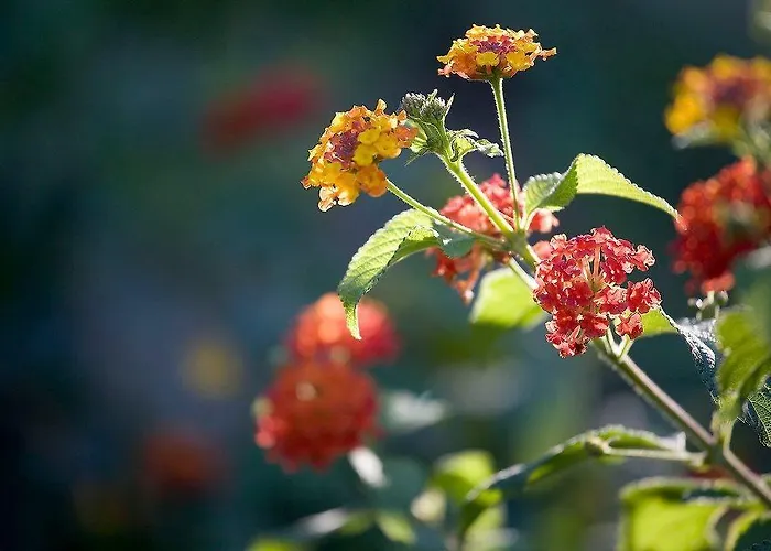 Agriturismo Al Mandorlo Bed and Breakfast Serrungarina