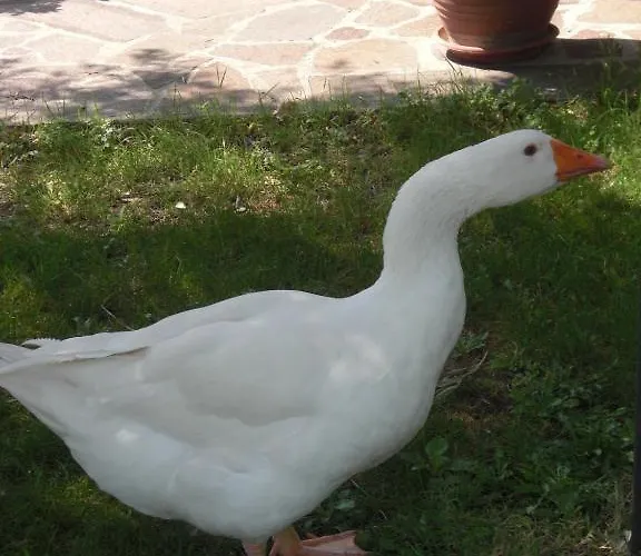 Agriturismo Al Mandorlo Bed and Breakfast