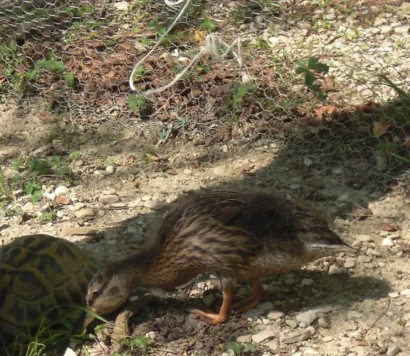 Bed and Breakfast Agriturismo Al Mandorlo